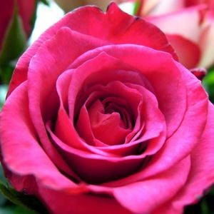 Meet your Posher, Cassandra